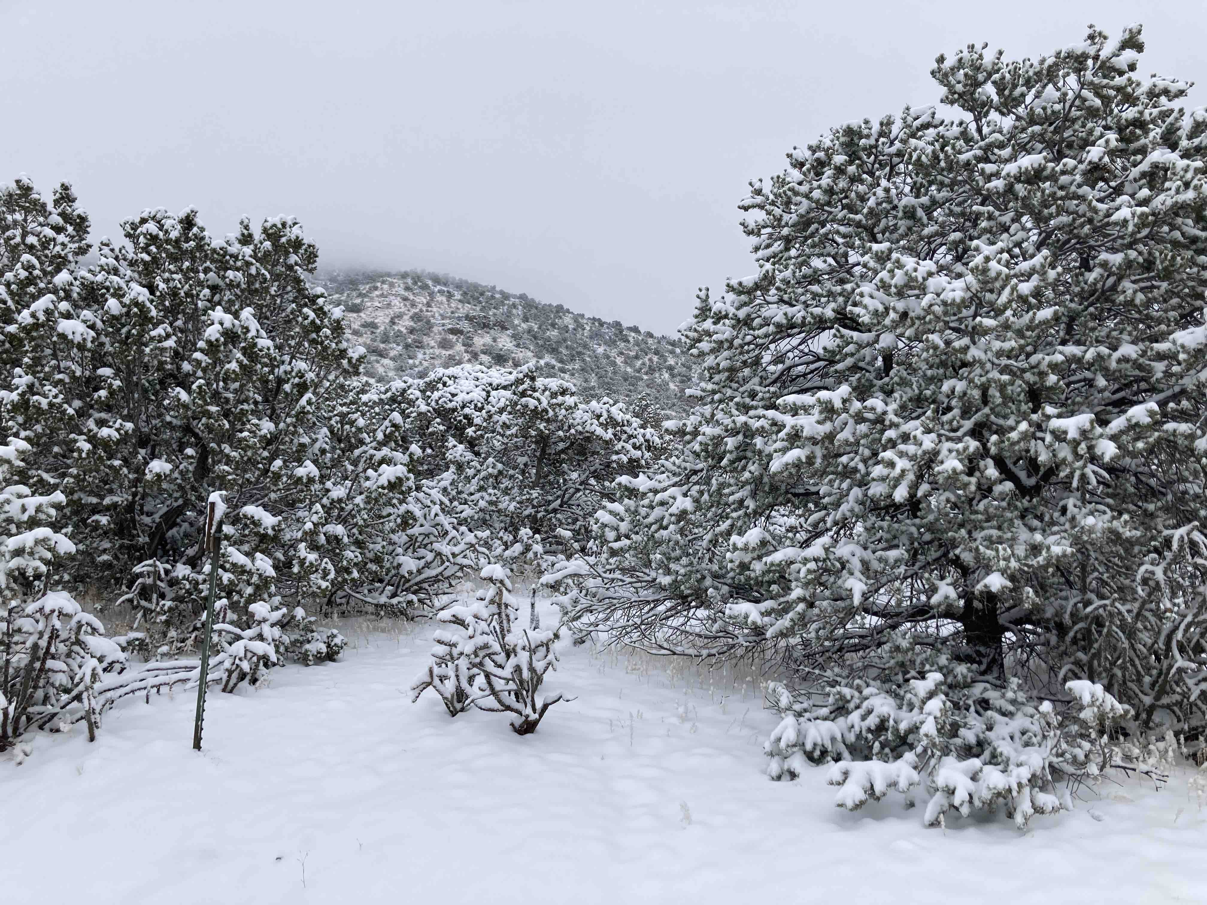 snow on trees on the mountain